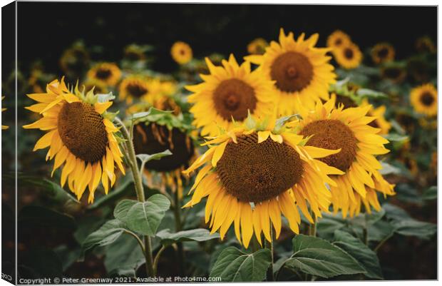 Sunflower Heads In Rural Buckinghamshire Canvas Print by Peter Greenway