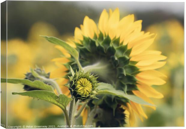 Unopened / Sunflower In Full Bloom In The Fields Of Rural Oxfordshire Countryside Canvas Print by Peter Greenway