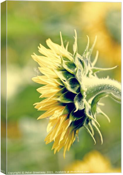 Side Profile Of A Single Sunflower Head Canvas Print by Peter Greenway