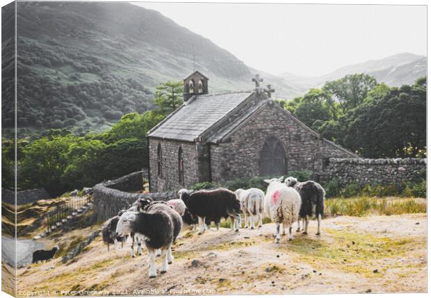 Herwick Sheep By The Parish Church, Buttermere In  Canvas Print by Peter Greenway