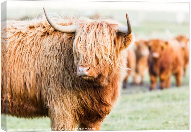 A Herd Highland Cows In The Scottish Highlands Canvas Print by Peter Greenway