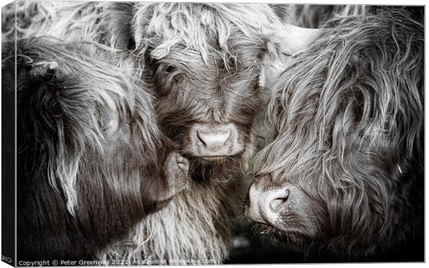 The Mothers Meeting Of Highland Cows Canvas Print by Peter Greenway