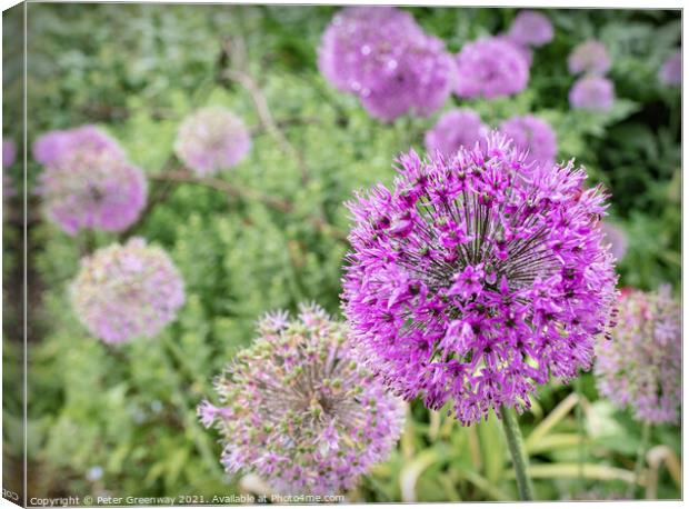 Alliums After A Rain Shower At Hidcote Gardens Canvas Print by Peter Greenway