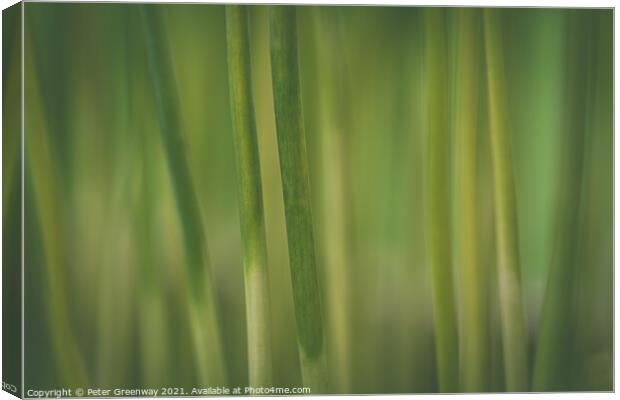 Creative Take On Green Allium Stems Canvas Print by Peter Greenway