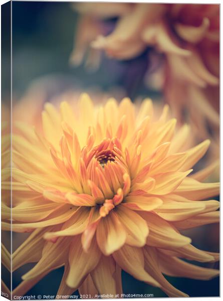 Dahlia Carnival Canvas Print by Peter Greenway