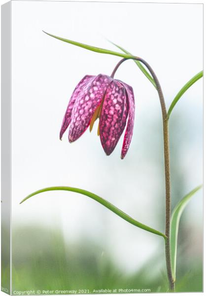 Snakeshead Fritillary ( Fritillaria Meleagris ) Canvas Print by Peter Greenway