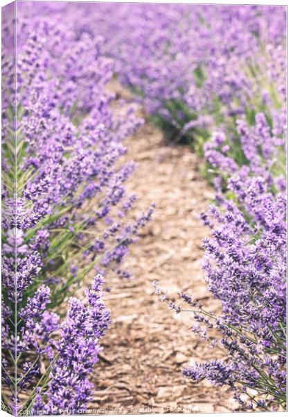 Cotswolds Lavender At Snowshill, Gloucestershire Canvas Print by Peter Greenway