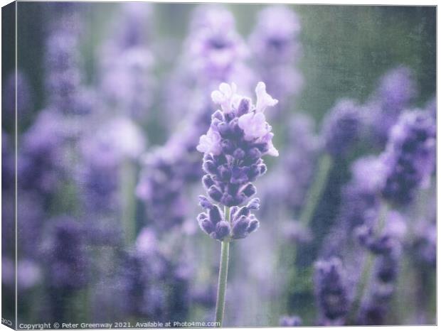 Cotswold Lavender Blooms Canvas Print by Peter Greenway