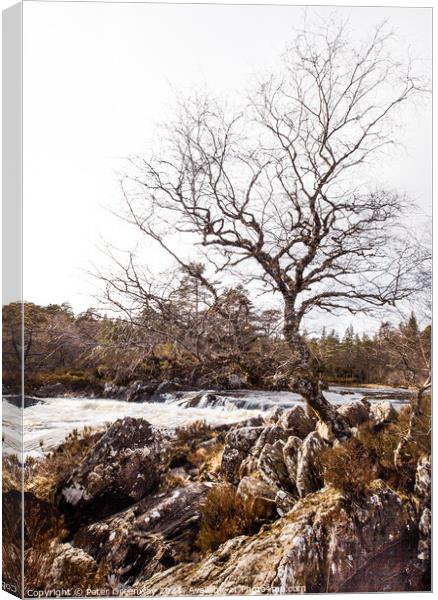 Lone Tree In The Woodlands Around Glen Affric, Scottish Highland Canvas Print by Peter Greenway