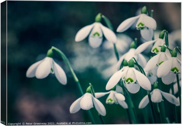 Early English Spring Snowdrops In Cottisford Churc Canvas Print by Peter Greenway
