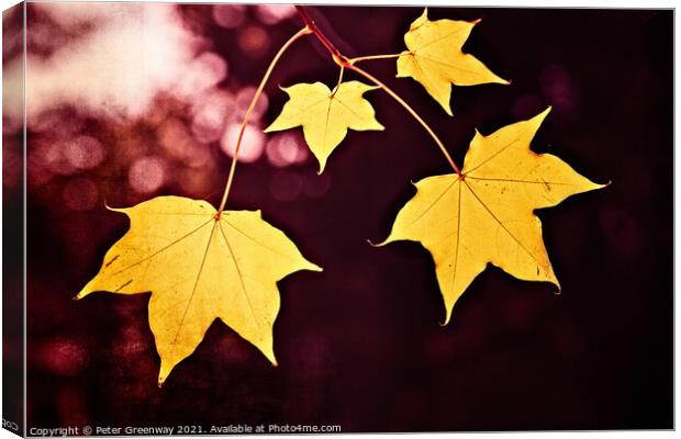 Yellow Cappadocian Maple Autumn Leaves At Batsford Canvas Print by Peter Greenway