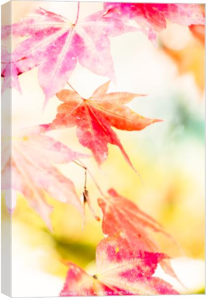 Colourful Autumn Leaves At Batsford Arboretum, Glo Canvas Print by Peter Greenway