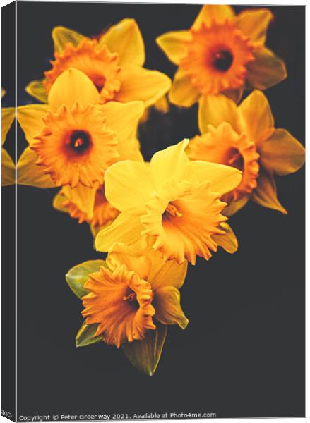 Roadside Spring Daffodils Canvas Print by Peter Greenway