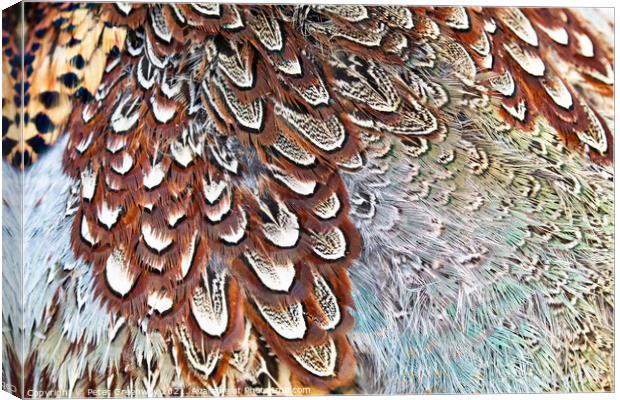 Colourful Pheasant Feathers Canvas Print by Peter Greenway