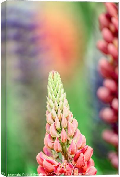 'Gallery Pink' Lupins In A Flower Border At Rousha Canvas Print by Peter Greenway