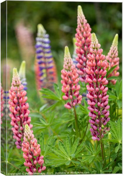 'Gallery Pink' Lupins In A Flower Border At Rousha Canvas Print by Peter Greenway