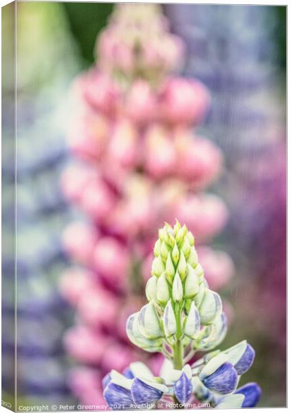 English Lupins At Hidcote Gardens Canvas Print by Peter Greenway