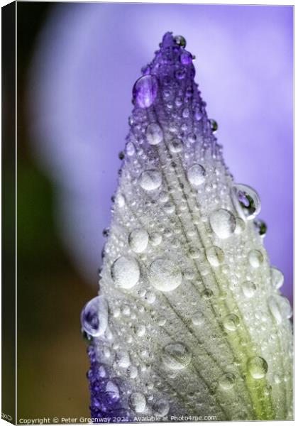 The Unopened Bud Of An Iris After A Shower Of Rain Canvas Print by Peter Greenway