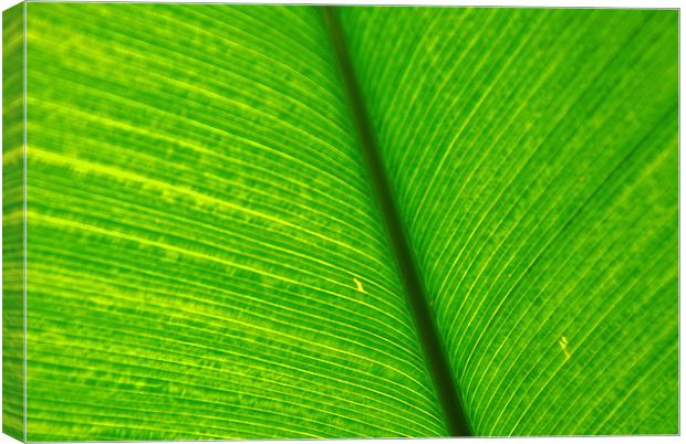 Banana Leaf Canvas Print by Gö Vān