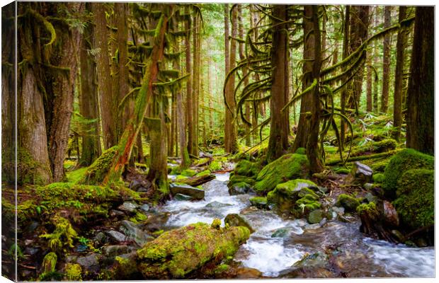 Old Forest and Stream Canvas Print by Chuck Koonce