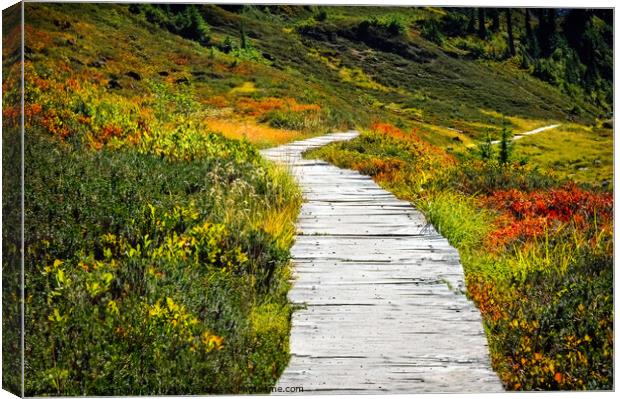 Walkway through the meadow Canvas Print by Chuck Koonce