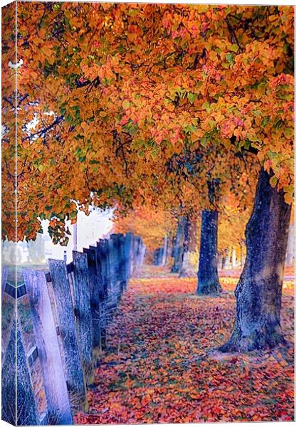 Tree Canopy Canvas Print by francesco mastrandrea