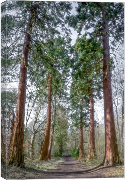 Tall Trees  Canvas Print by Martin Yiannoullou