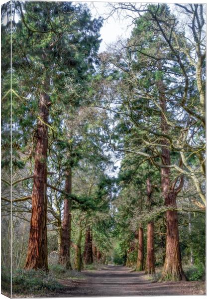 Tall Pines. Canvas Print by Martin Yiannoullou