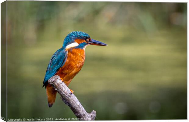 Majestic Kingfisher on a Summer Day Canvas Print by Martin Yiannoullou