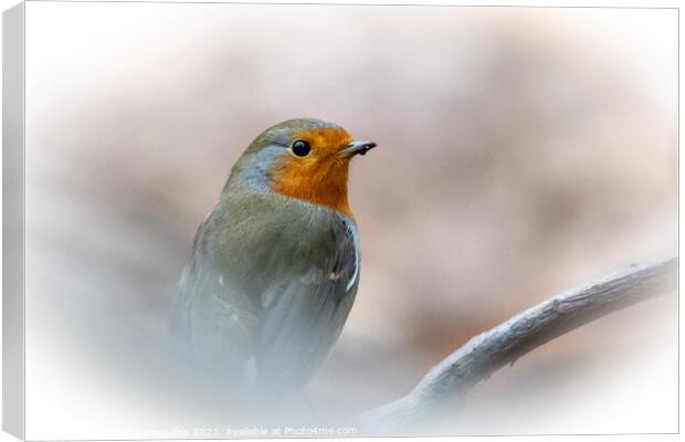 Robin Braving the Winter Canvas Print by Martin Yiannoullou