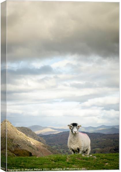 Majestic sheep standing tall on The Old Man of Con Canvas Print by Martin Yiannoullou