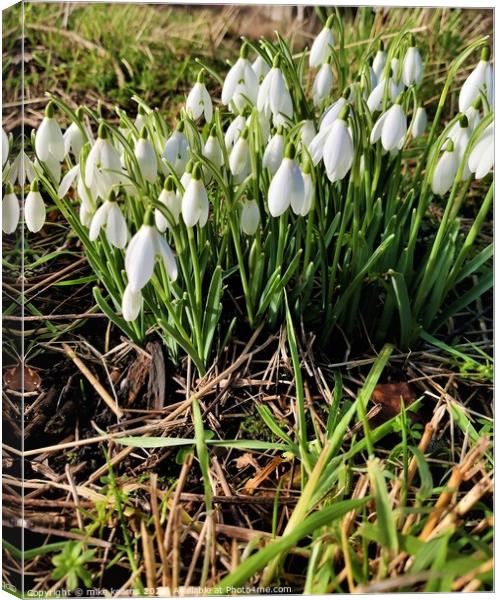 Snow Drops Canvas Print by mike kearns