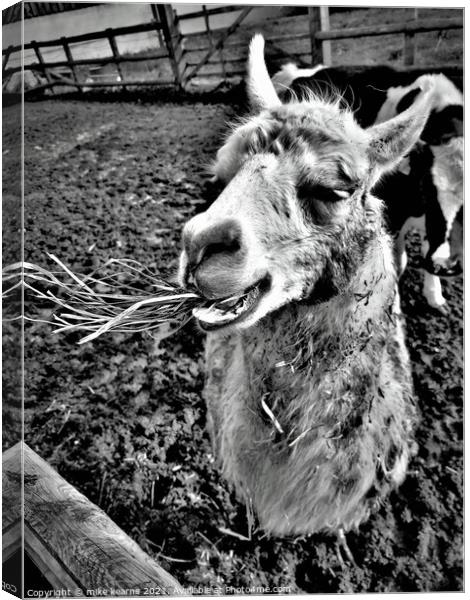 Llama chewing grass Canvas Print by mike kearns