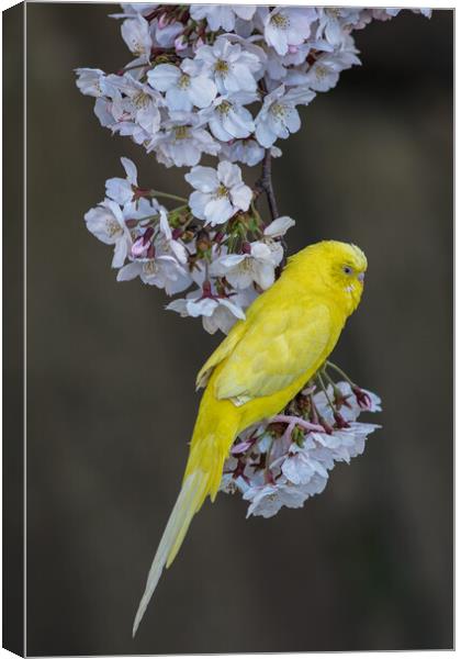 Yellow Canary on the Cherry blossom tree Canvas Print by Mirko Kuzmanovic
