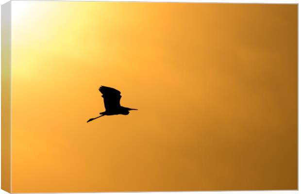 Silhouette of an egret flying against the sunset sky Canvas Print by Mirko Kuzmanovic