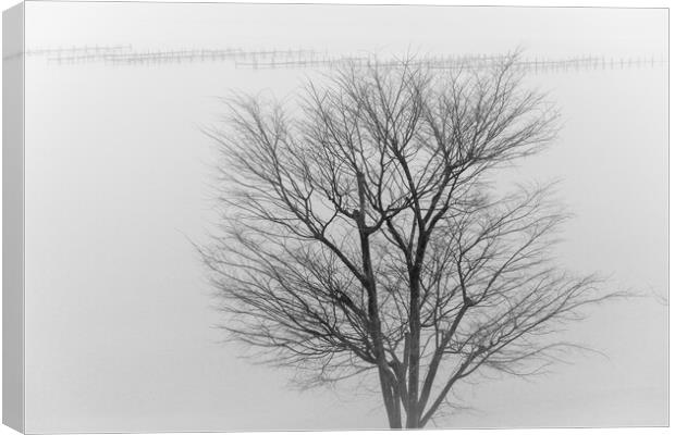 Lonely tree in a fog in front of lake Hamana in Shizuoka Prefecture of Japan Canvas Print by Mirko Kuzmanovic