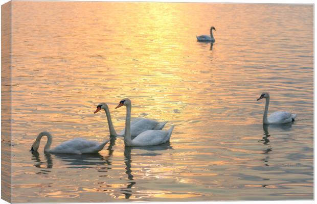 White swans swimming in the Danube river in Belgrade Serbia during sunset Canvas Print by Mirko Kuzmanovic