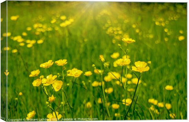 Buttercups in Summer Canvas Print by Graham Lathbury