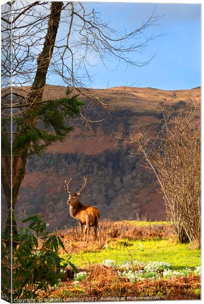 Red Deer Stag Canvas Print by Graham Lathbury