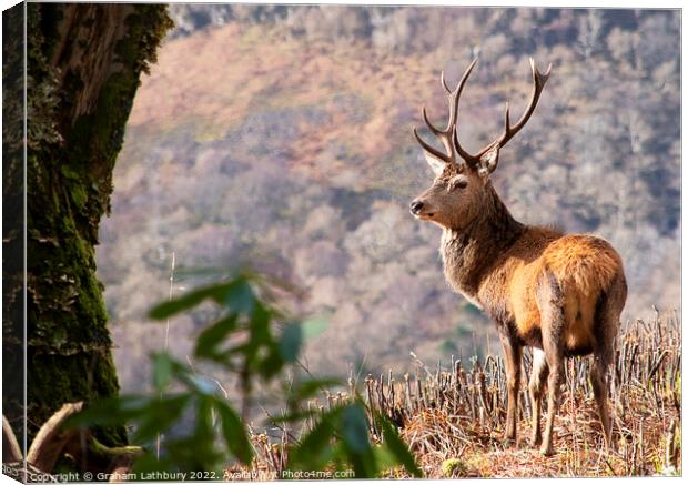 'Monarch of the Glen' Canvas Print by Graham Lathbury