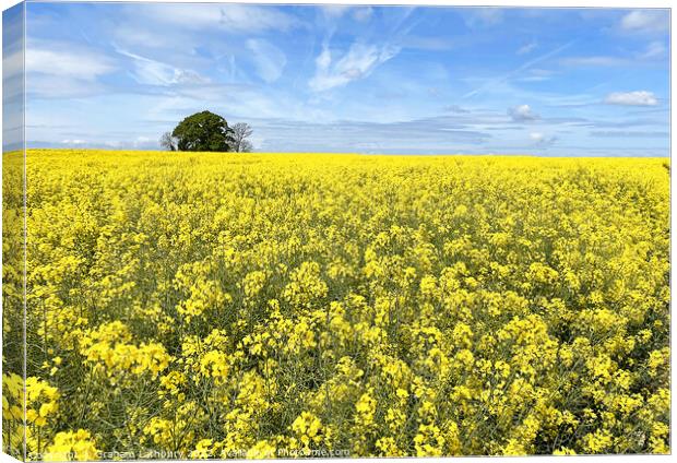 Cotswolds Rapeseed Field Canvas Print by Graham Lathbury