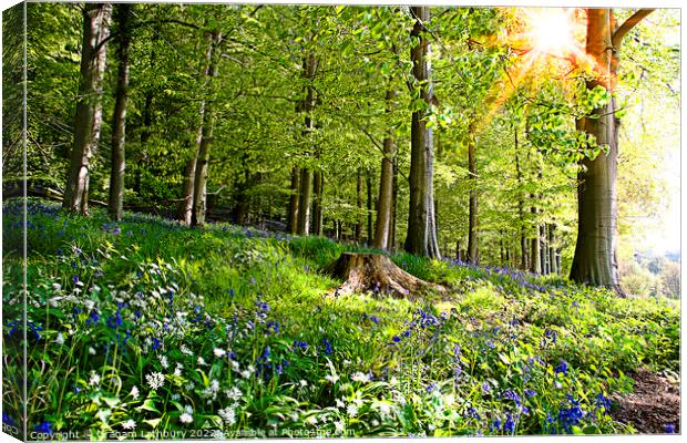 Cotswolds Bluebells Canvas Print by Graham Lathbury