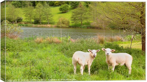 Cotswold Spring lambs Canvas Print by Graham Lathbury