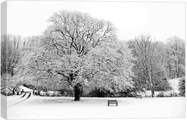 Winter Tree Canvas Print by Graham Lathbury