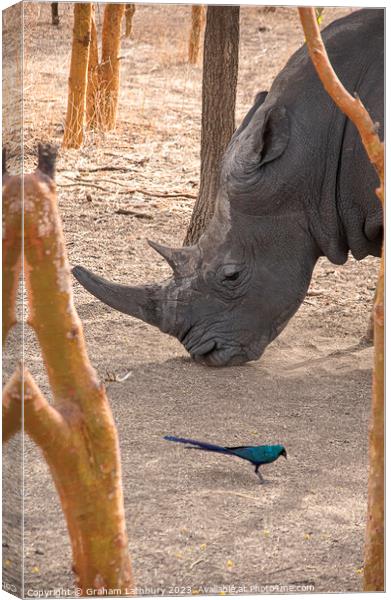 Rhinoceros Canvas Print by Graham Lathbury