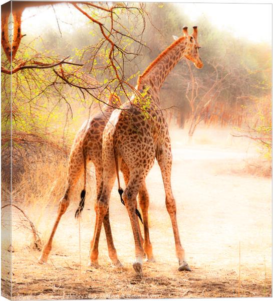 "Jousting Giraffes" Canvas Print by Graham Lathbury