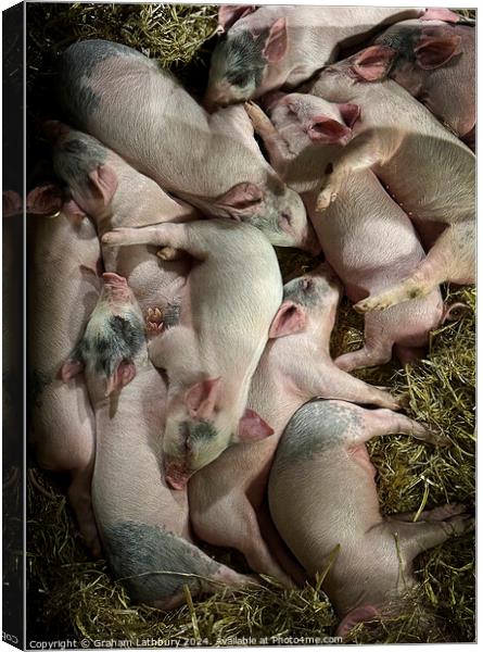 Piglets Canvas Print by Graham Lathbury