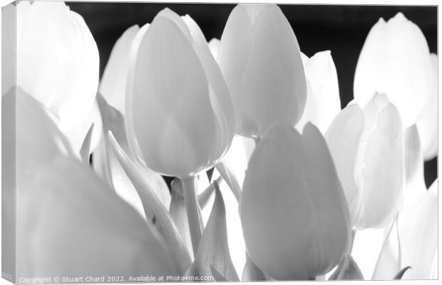Tulip Flowers in Monochrome Canvas Print by Stuart Chard