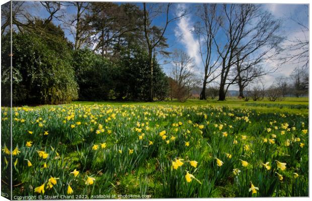Spring daffodils in the English countryside Canvas Print by Stuart Chard