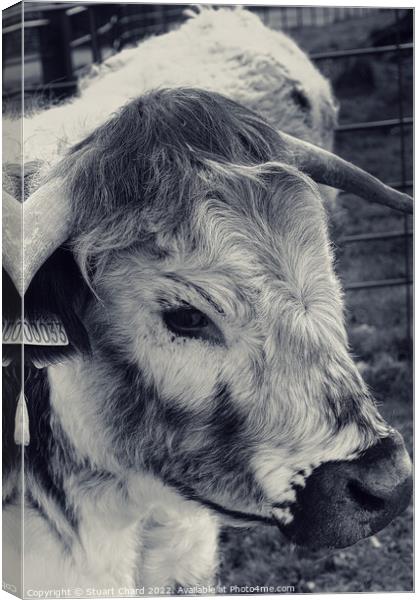 Long Horn Cattle Canvas Print by Stuart Chard